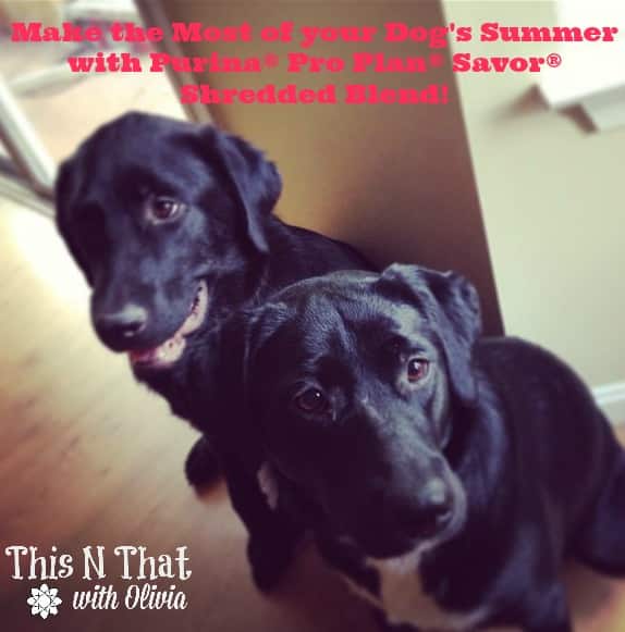 Make the Most of your Dog's Summer with Purina® Pro Plan® Savor® Shredded Blend!