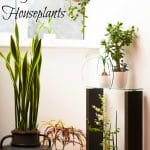 5 Easy to Grow Houseplants!